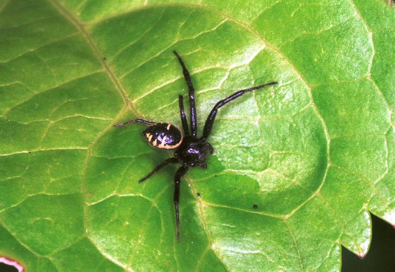 Synaema_globosum_F2198_Z_86_Les Gris_Frankrijk.jpg